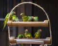 Group of green Cordilleran parakeets or Psittacara frontatus minor birds