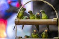 Group of green Cordilleran parakeets or Psittacara frontatus minor birds
