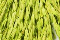 Group of green Ears of wheat background Royalty Free Stock Photo