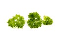 Group of green fresh parsley leaves isolated on white background Royalty Free Stock Photo