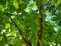 Group of Green fruit called Phyllanthus acidus or Malay gooseberry or star gooseberry or gooseberry tree