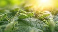 A group of green grasshoppers on a leaf. Royalty Free Stock Photo