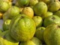 Group of green guava fruit fresh and ripe in market retail