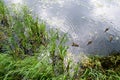 A group of green headed ducks