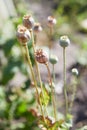 Group of green heads capsules of the ripened poppy. Royalty Free Stock Photo