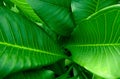 Group of green leaf background close-up view and spot focused Royalty Free Stock Photo