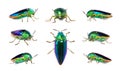 Group of green-legged metallic beetle Sternocera aequisignata or Jewel beetle or Metallic wood-boring beetle on white background Royalty Free Stock Photo
