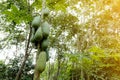 A group of green papayas hanging on the papaya tree