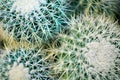 Group Of Green Round Beautiful Cacti Close Up Macro On Blurred Background Top View, Cactus Texture With Long Sharp Thorns