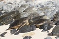 Group of green sea turtles resting on beach in Maui Hawaii Royalty Free Stock Photo