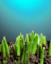 Group of green sprouts growing out from soil Royalty Free Stock Photo