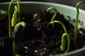 Group of green sprouts growing out from soil, seedling, cultivation, agriculture, horticulture, greenery, ecology concept