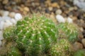 A group of green succulent cactus Echinopsis for decorating in the rock garden