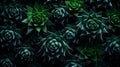 A group of green succulents background