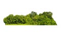 Group green tree isolate on white background. Cutout tree line. Row of green trees and shrubs in summer isolated on white