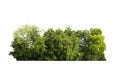 group green tree isolate on white background. Cutout tree line. Row of green trees and shrubs in summer isolated on white