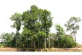 group green tree isolate on white background