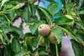Group of green unripe apples and leaves on branch of apple tree growing in the garden