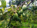 A group of green and unripe plums on a branch after rain