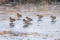 A gathering of Green-winged teal ducks in Colorado during the Winter season