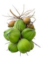 Group of green and yellow coconuts on white background Royalty Free Stock Photo