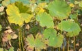 Group of green and yellow lotus leaves on the water Royalty Free Stock Photo