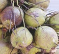 Group of green young tender Coconuts on the floor