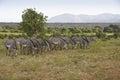 Grevy`s zebras grazing, Samburu, Kenya Royalty Free Stock Photo