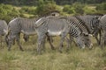 Grevy`s zebras grazing, Samburu, Kenya Royalty Free Stock Photo