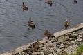 Group of grey ducks Pacific black duck swimming in a pond Royalty Free Stock Photo