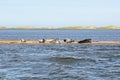 Group of grey and harbour seals resting on a sandbank at Dune-du-Sud Royalty Free Stock Photo