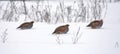 Group of Grey Partridges sits on snow in cold weather