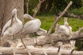 Group of grey pelicans Pelecanus philippensis