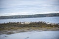 Group of grey seagulls relaxing together on rocky shore in Casco Bay in Maine