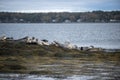 Group of grey seagulls relaxing together on rocky shore in Casco Bay in Maine Royalty Free Stock Photo