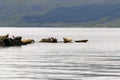 Group of grey seals on a shoreline of Skye island Royalty Free Stock Photo