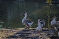 Group Grey - white Goose anser cygnoides, Cygnopsis cygnoides or Swan rest at shore