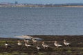 Group Greylag Geese by seaside