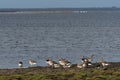 Group with Greylag Geese taking a break by seaside Royalty Free Stock Photo