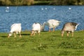 A group of Greylag Geese