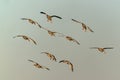 A group Greylag Goose Anser anser in flight. Landing on the water