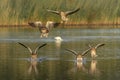 A group Greylag Goose Anser anser in flight. Landing on the water