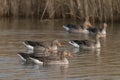 A group Greylag Goose Anser anser on a lake.