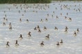 A group Greylag Goose Anser anser on a lake.