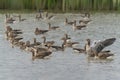 A group Greylag Goose Anser anser on a lake.