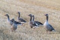 A group Greylag Goose Anser anser on a mown wheat field.