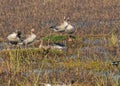 A group of Greylag Goose in dancing mood