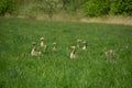 A group of greylag goose resting in a green meadow Royalty Free Stock Photo