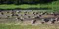 Group greylag gooses