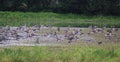 Group greylag gooses